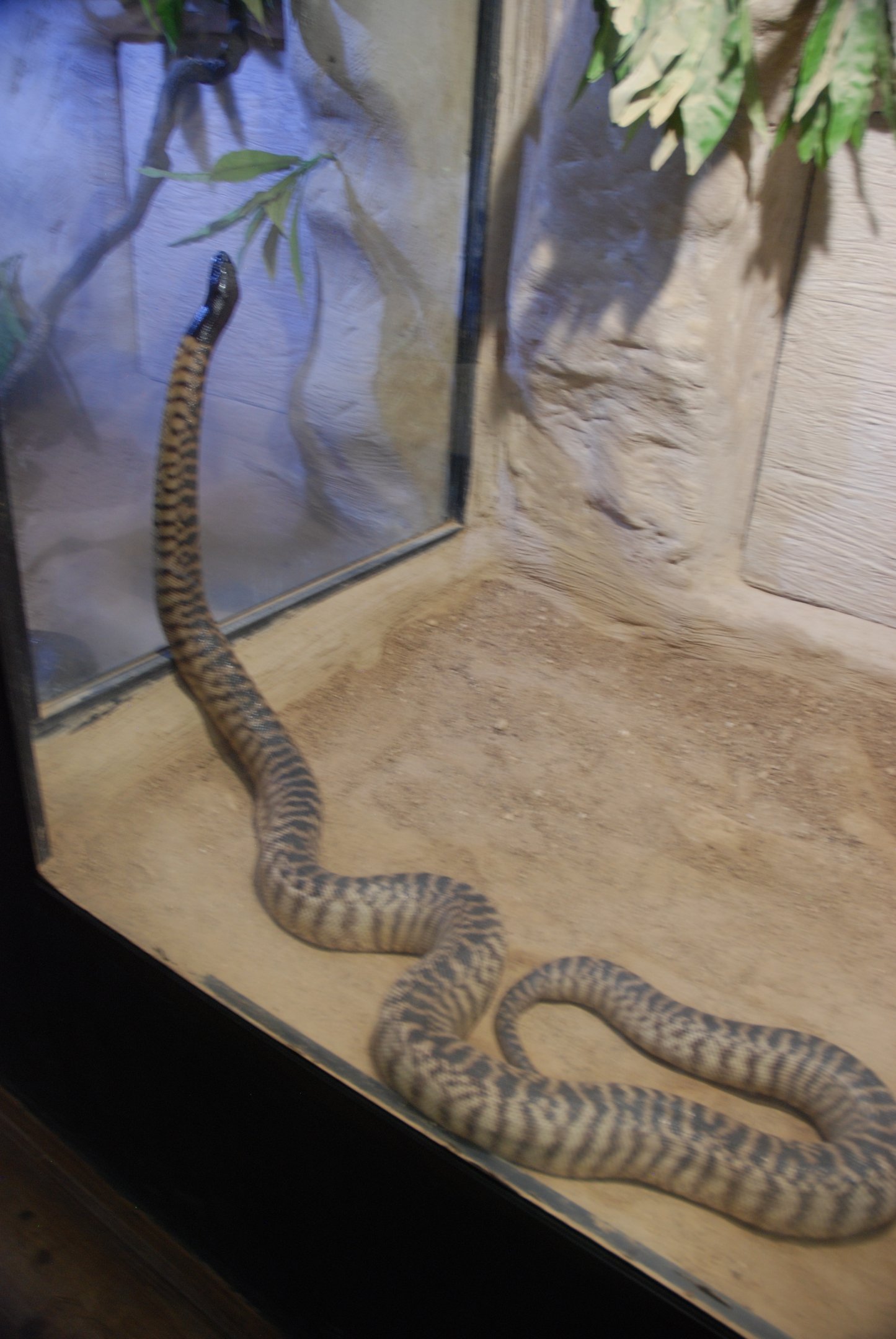 Black-headed Python at Safari Madrid, 19th May 2022