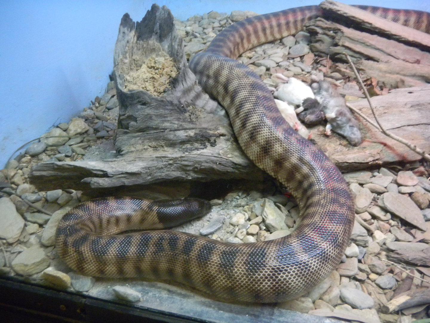 Black-headed Python - Cairns Tropical Zoo 2011