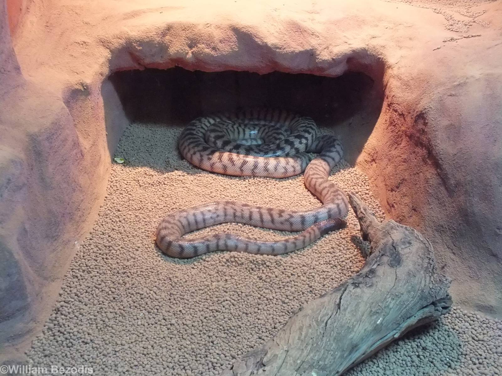 Black-headed Python - Caversham Wildlife Park