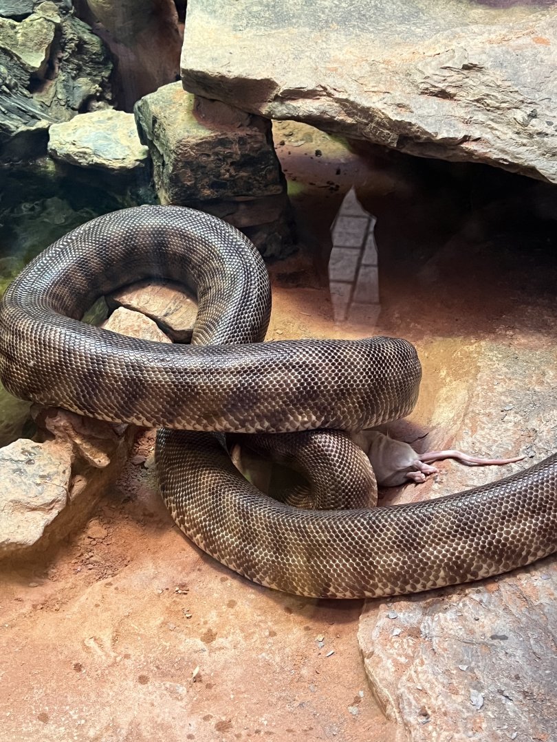 Black-headed python eating a mouse