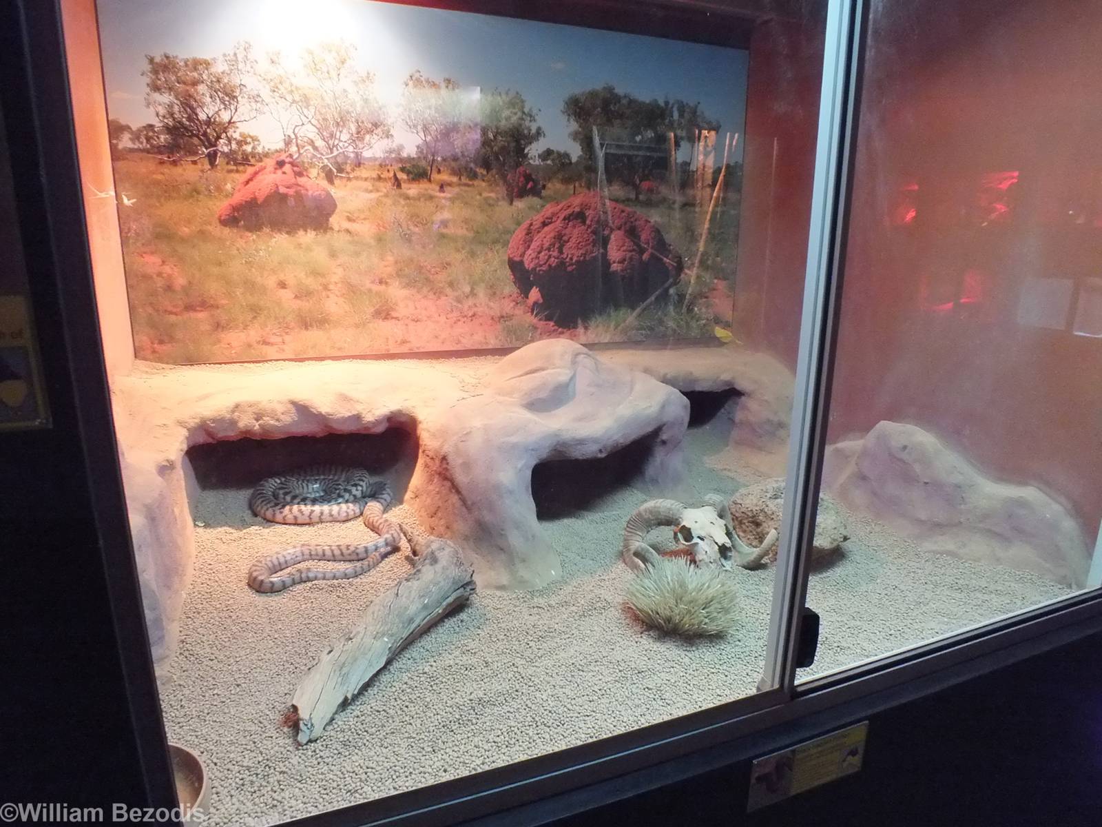 Black-headed Python Enclosure- Caversham Wildlife Park