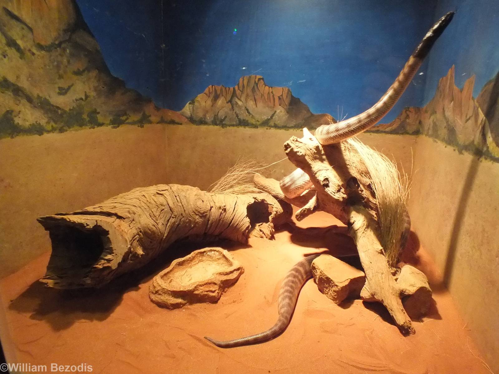 Black-headed Python Enclosure