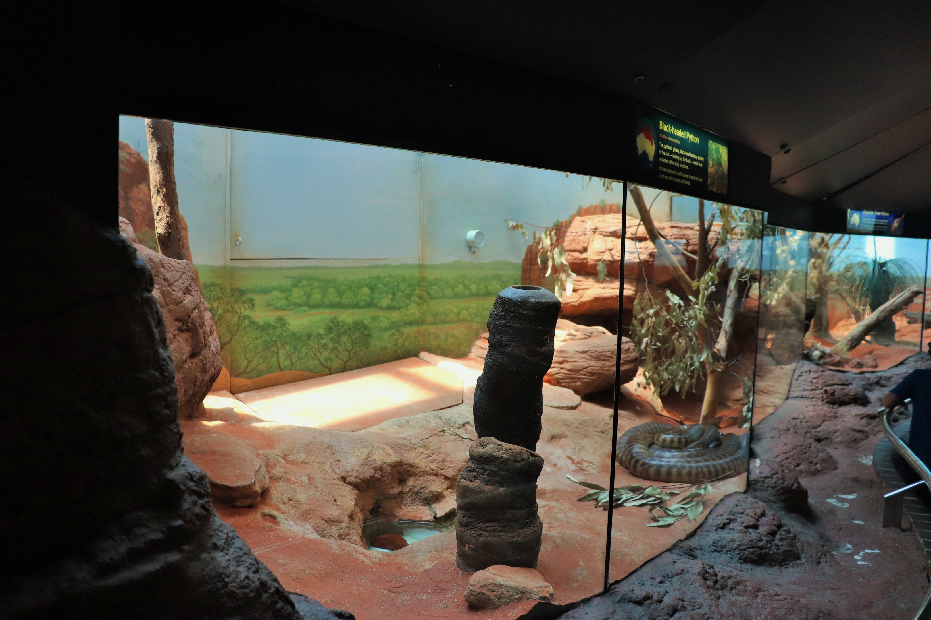 Black-headed Python Enclosure