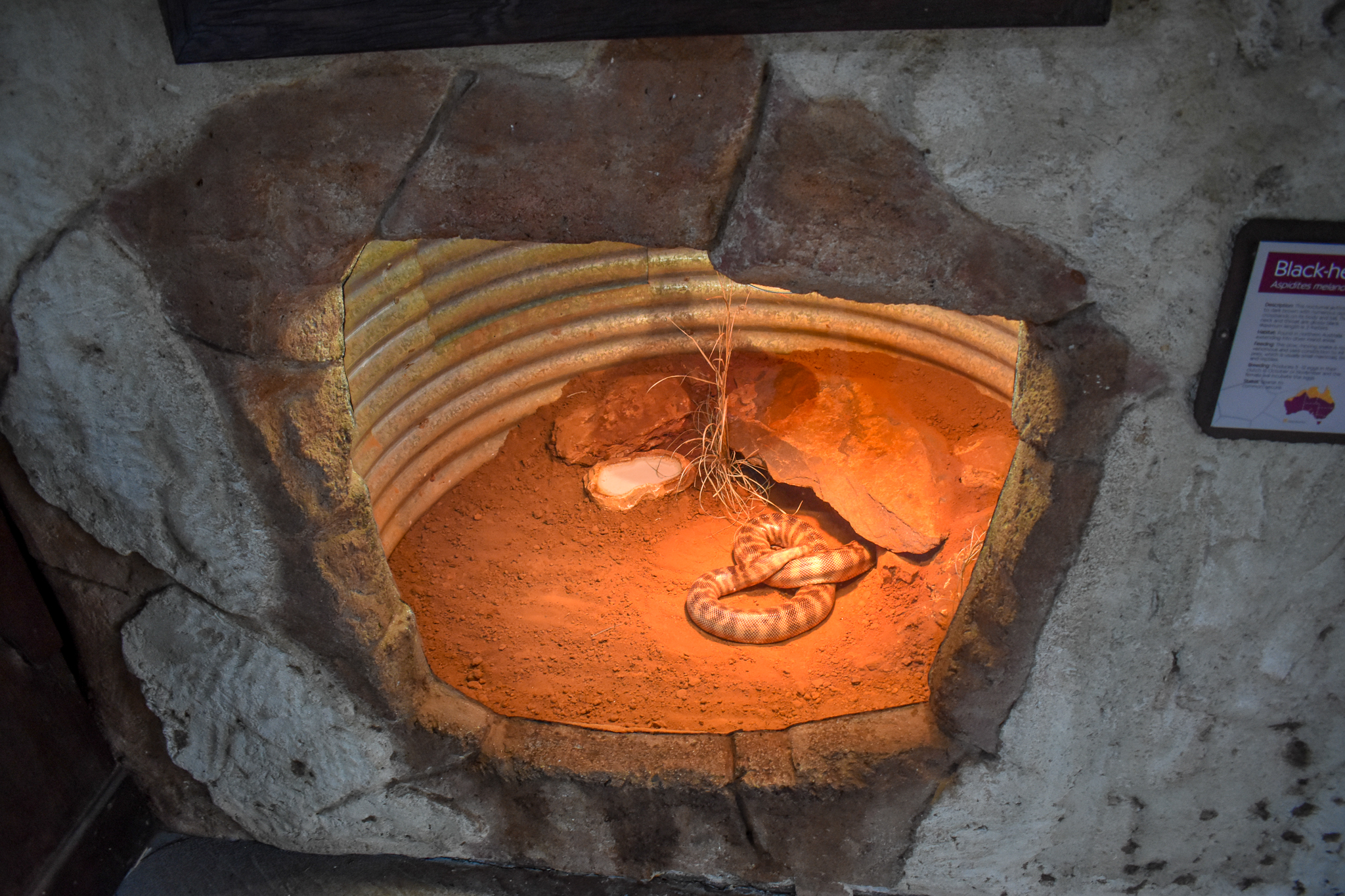 Black-headed Python Enclosure