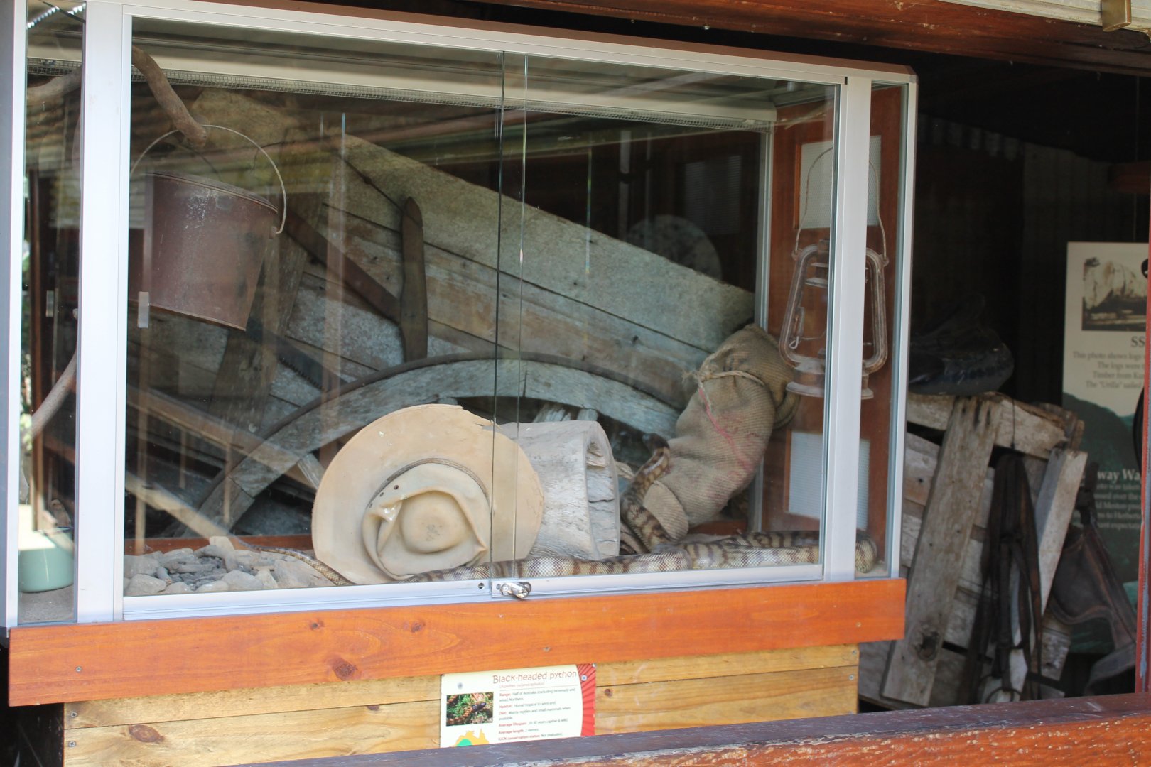 Black-headed Python exhibit