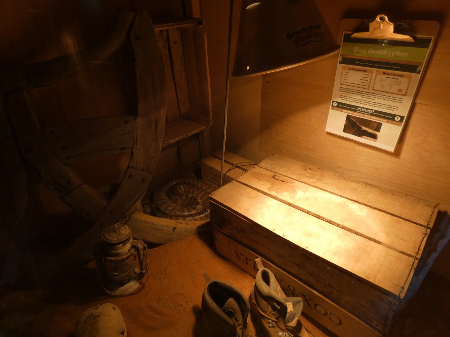 Black-headed Python Exhibit