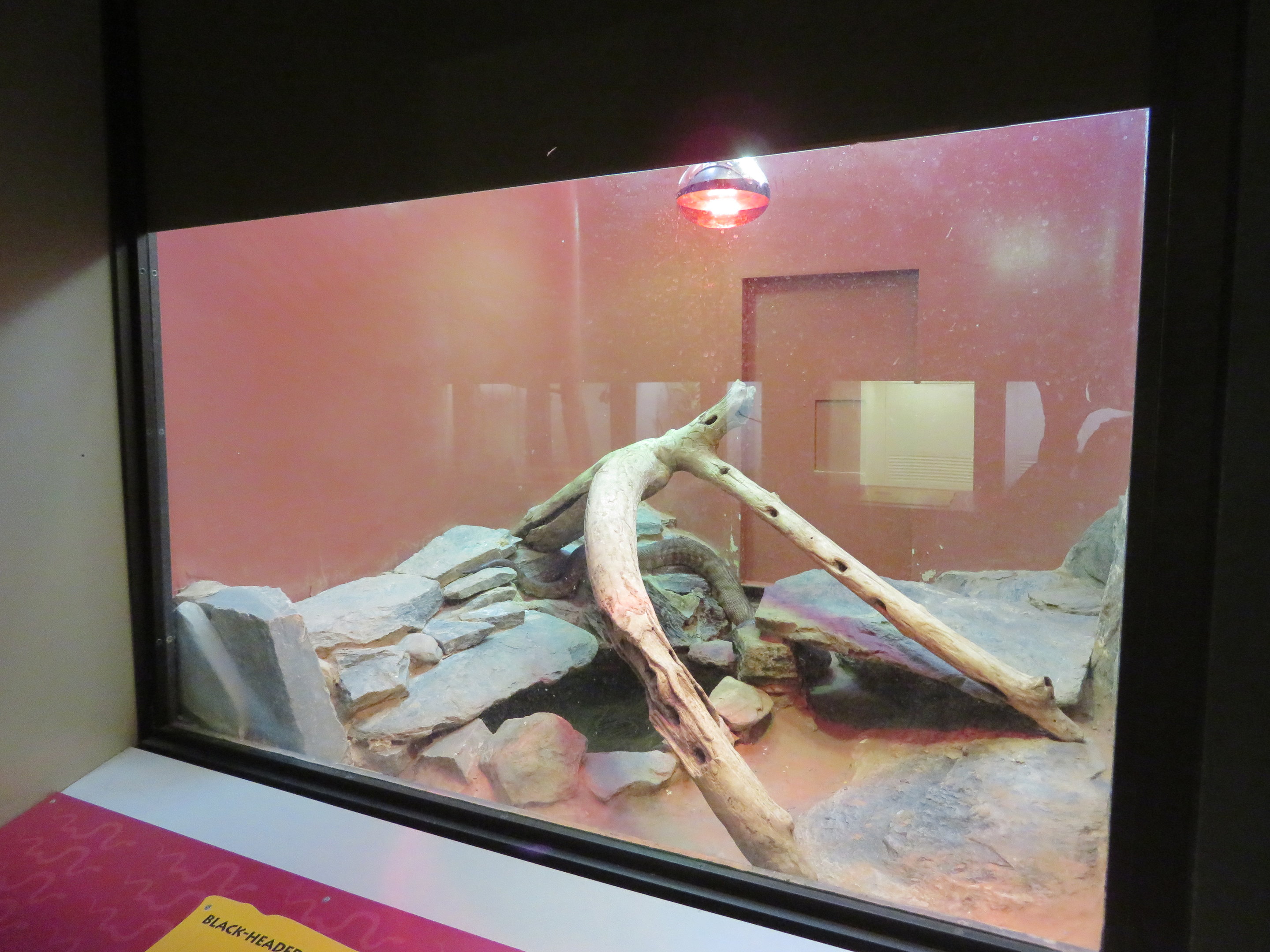 Black-headed Python Exhibit