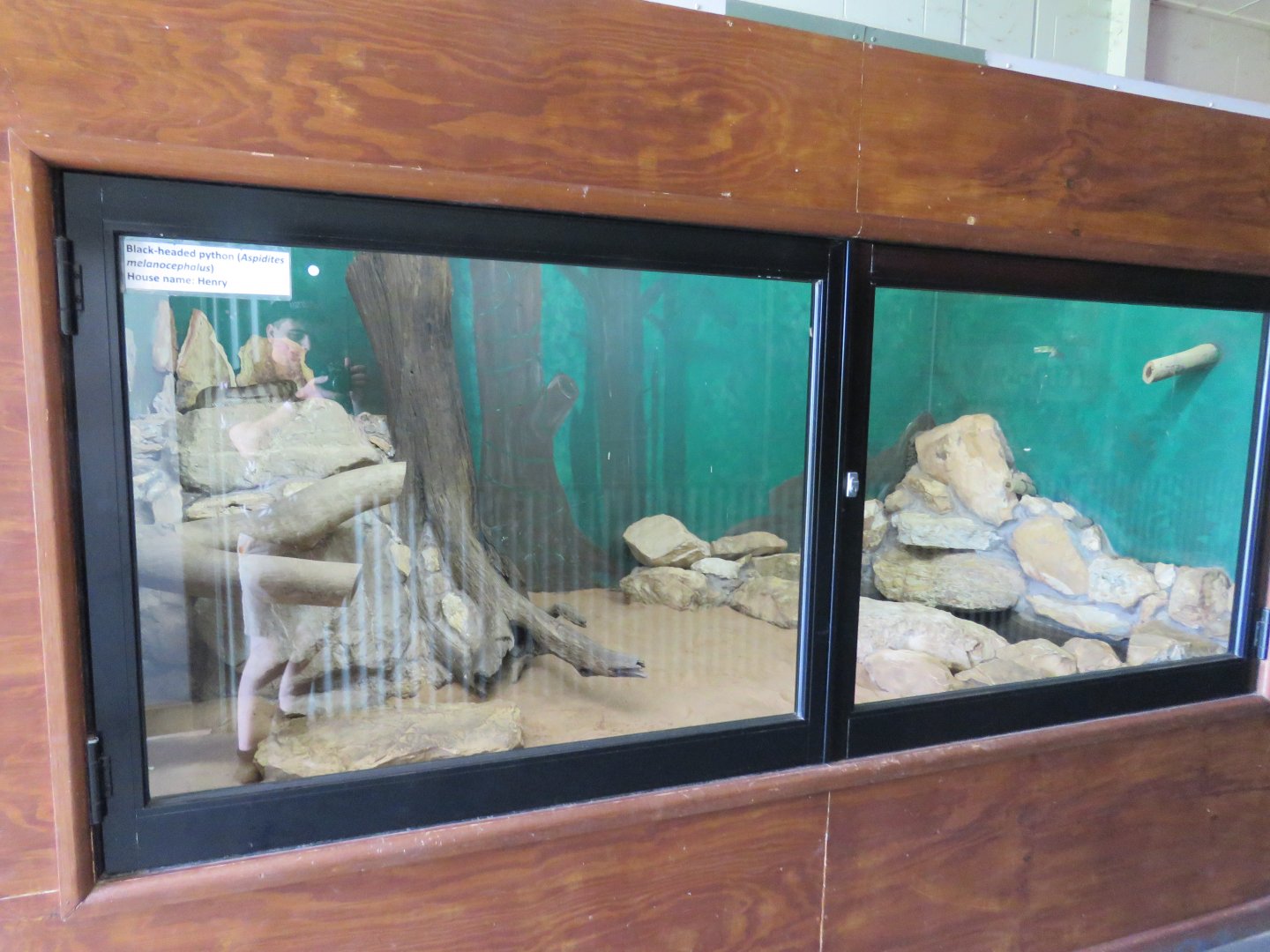 Black Headed Python Exhibit