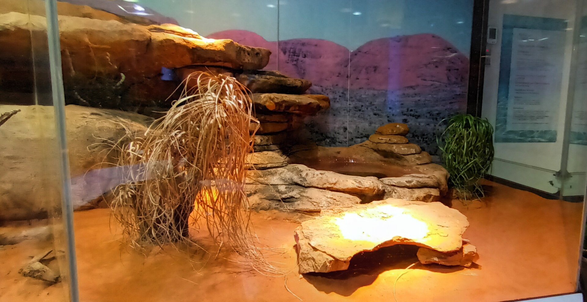 Black headed Python Habitat