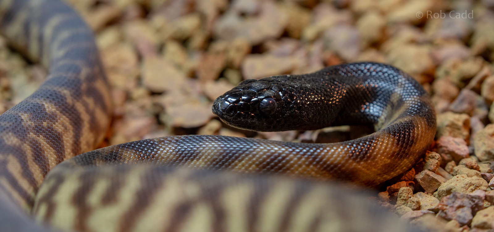 Black-headed python : Hamerton : 22 Dec 2018