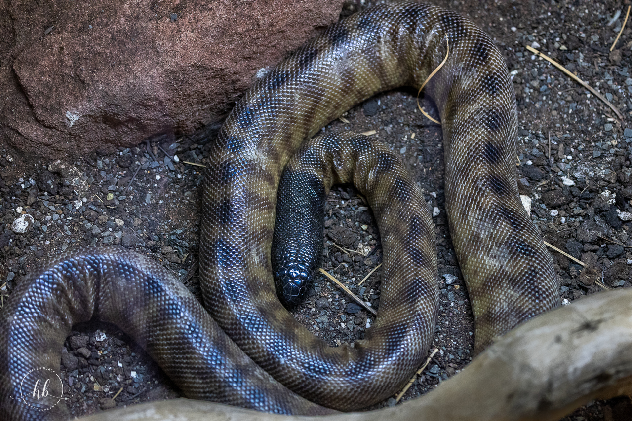 Black-headed Python / Hamerton / 26-3-24