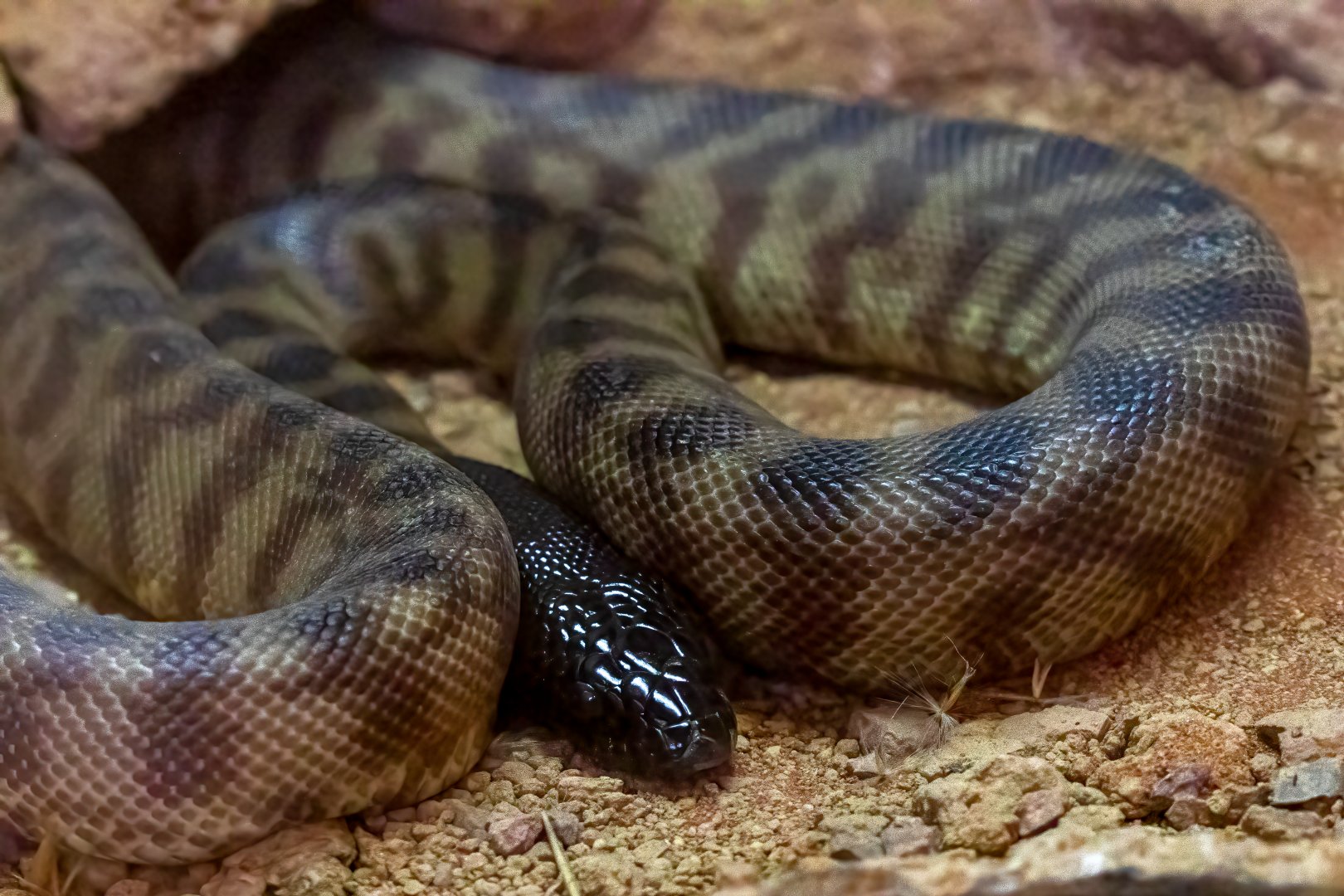 Black-headed Python / Hamerton / 28-9-20