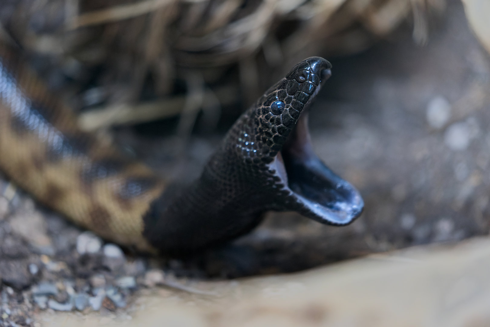 Black-headed python / Hamerton / 3-5-23