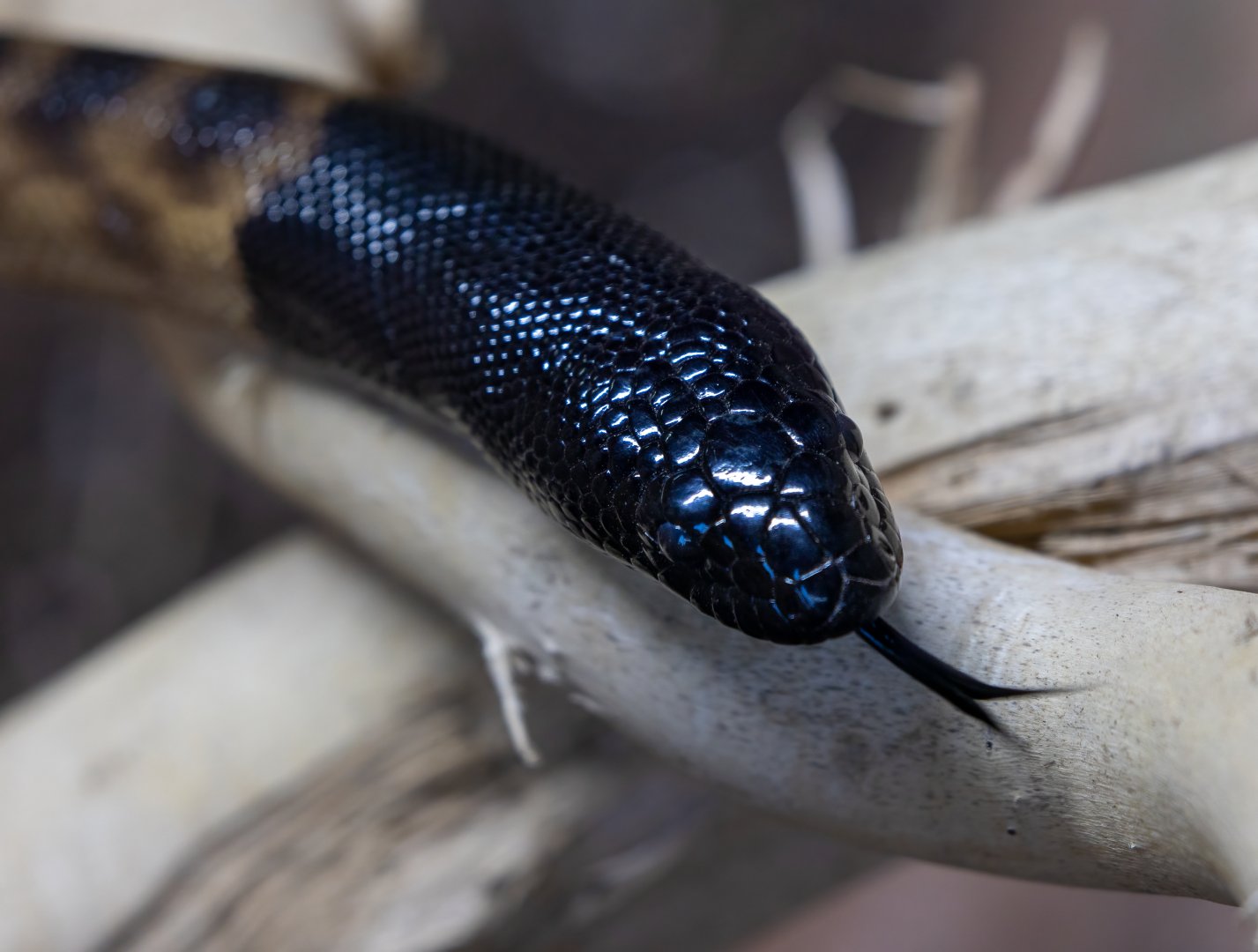 Black headed Python / Hamerton / 8-9-21