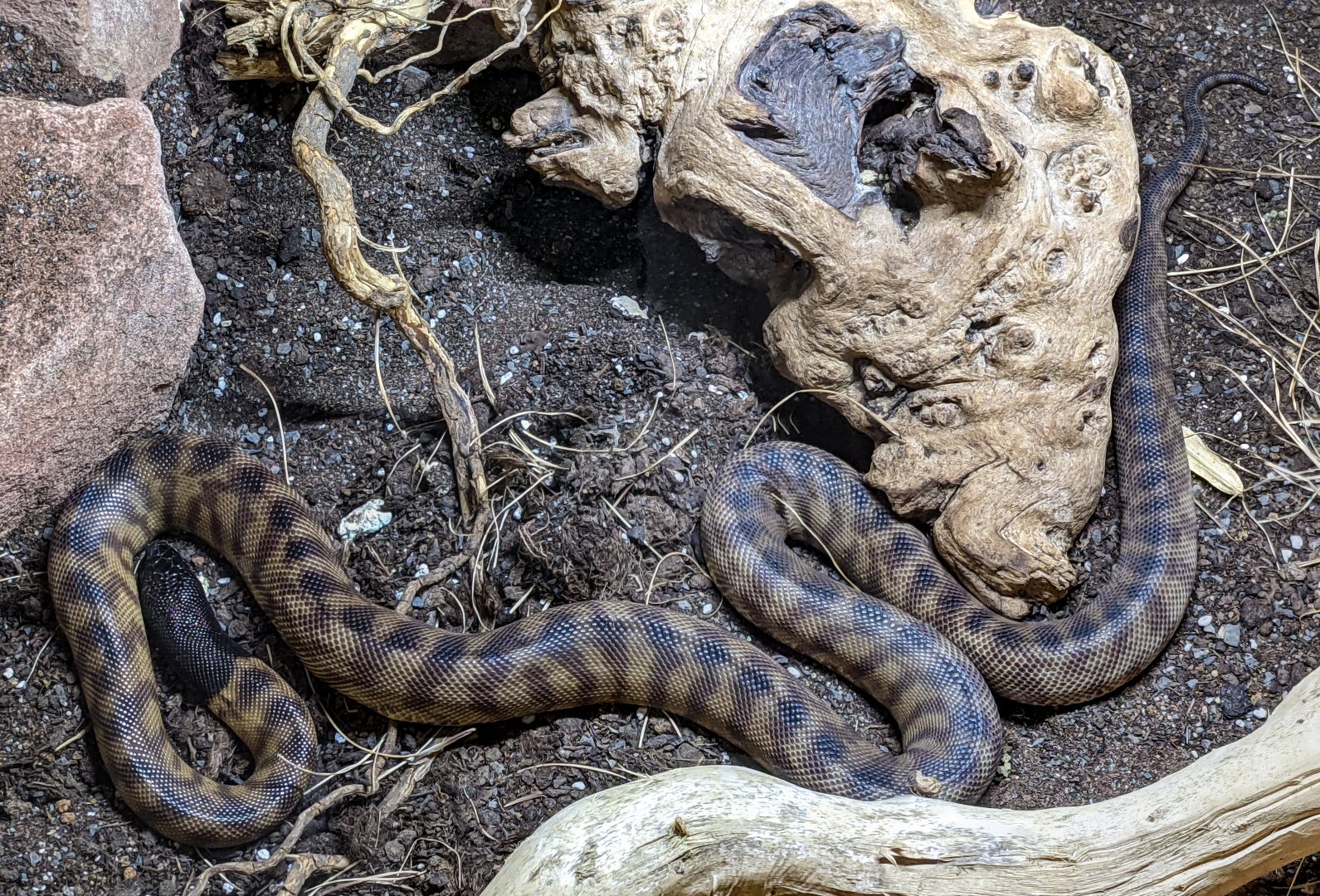 Black-headed Python / Hamerton