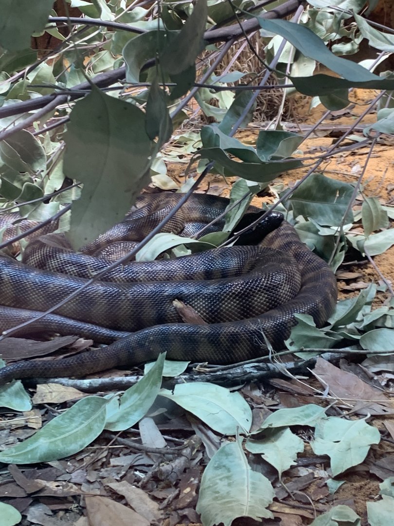 Black headed python in new arc building