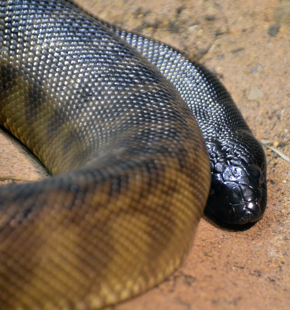 Black Headed Python London zoo 25 07 2020