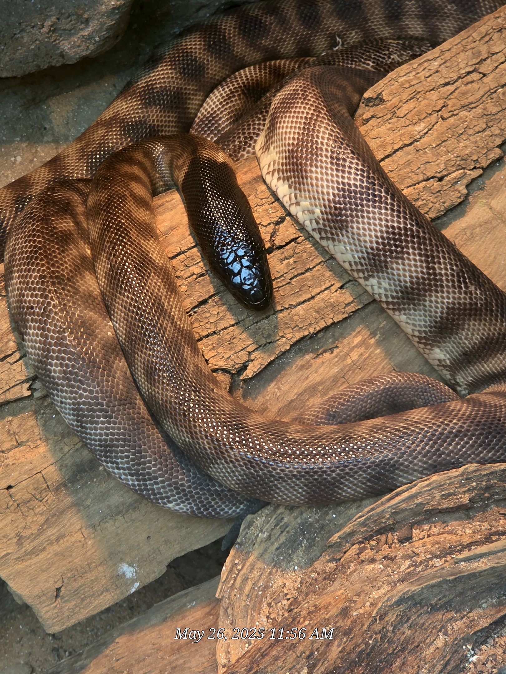 Black-Headed Python  - Riverbanks Zoo