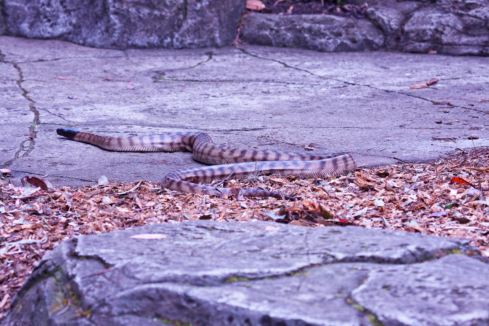 Black Headed Python, September 2011