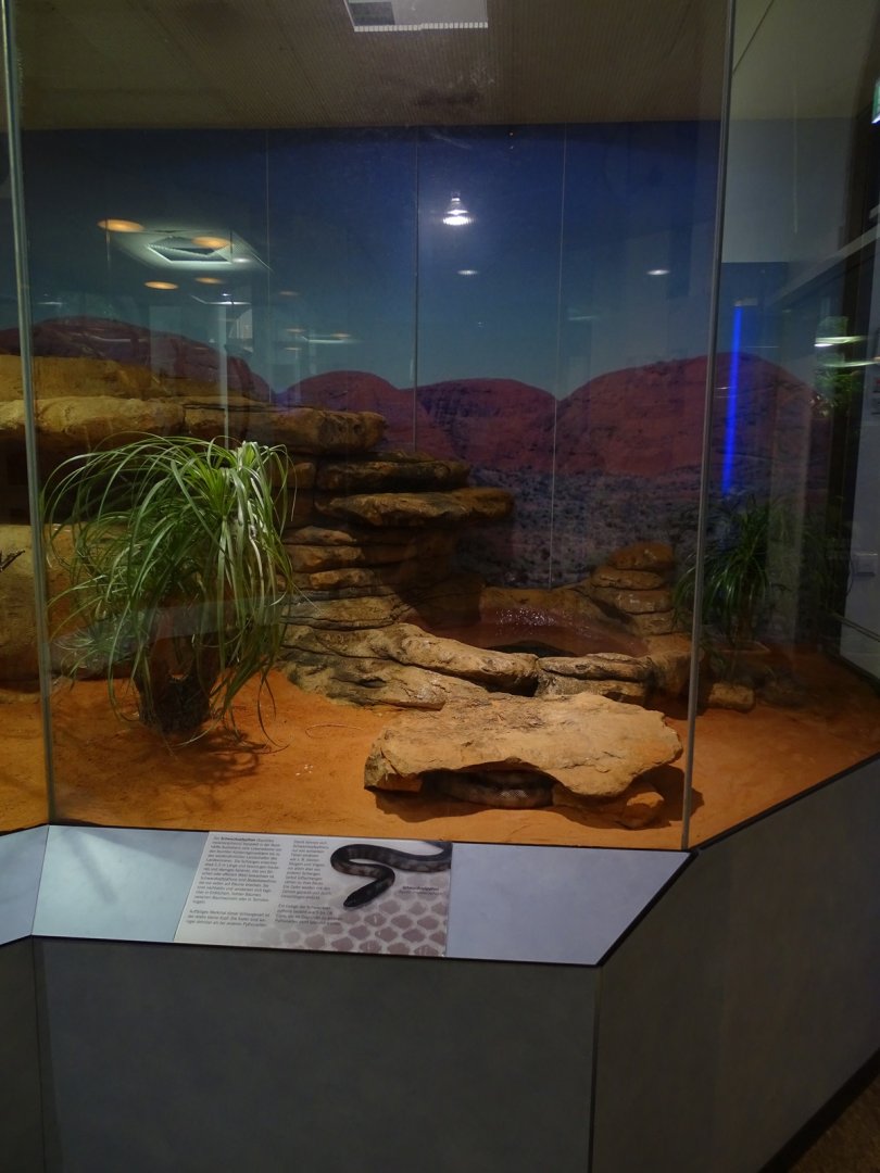 Black-headed python terrarium