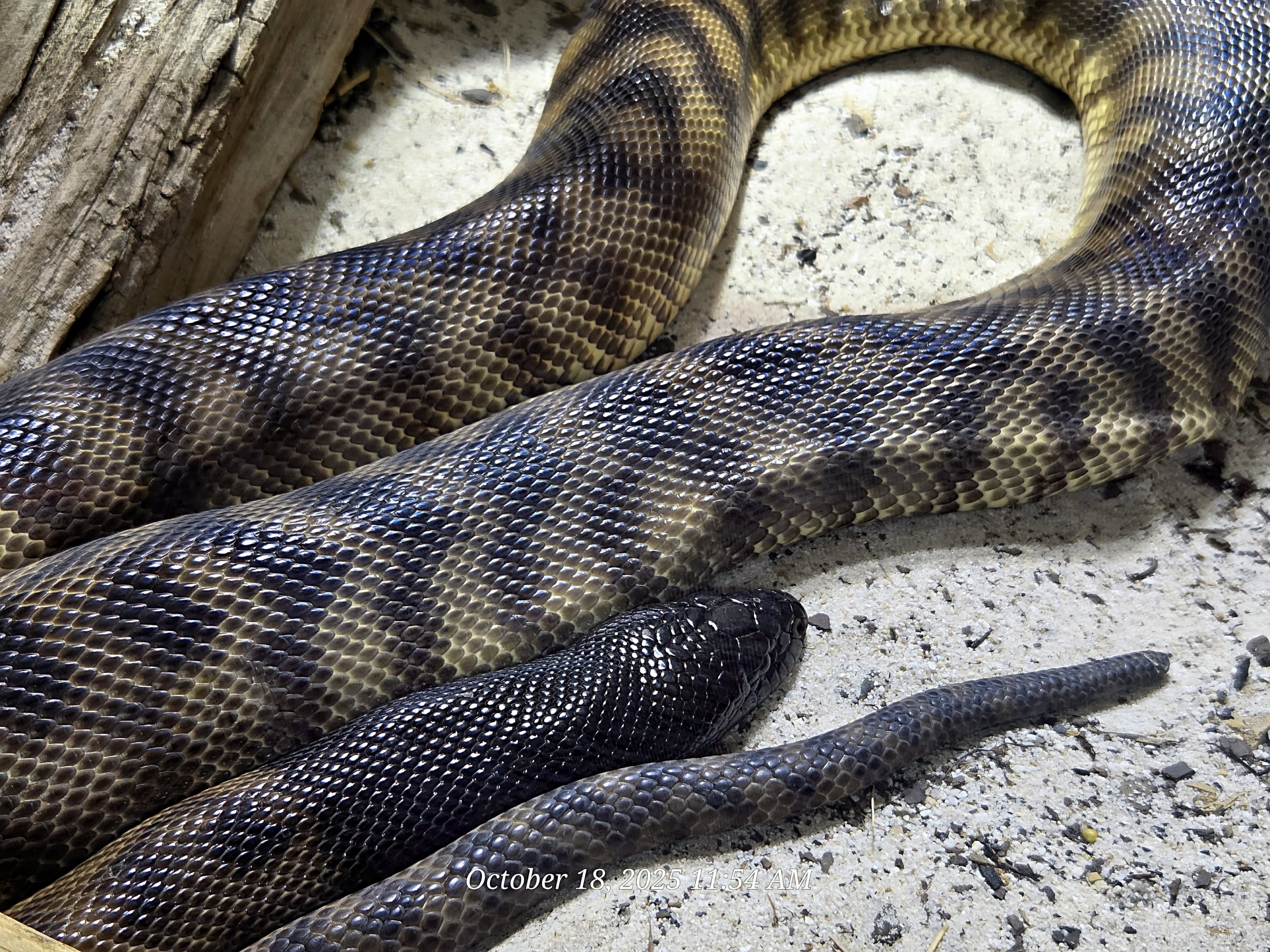 Black-Headed Python - Zoo Knoxville