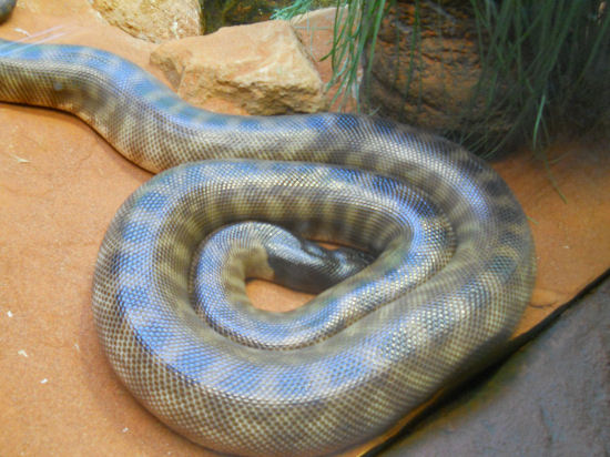 black headed python