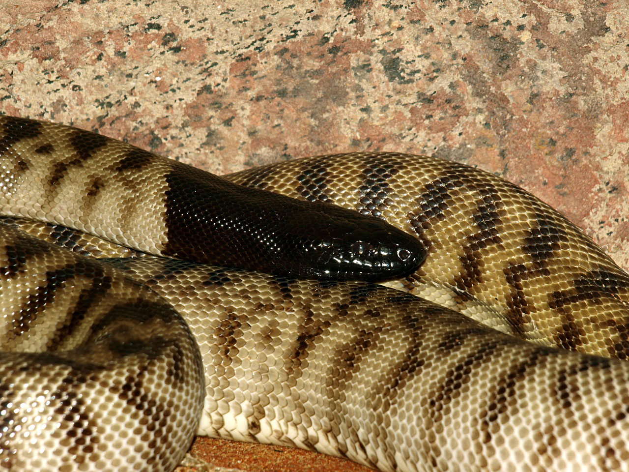 Black-headed python