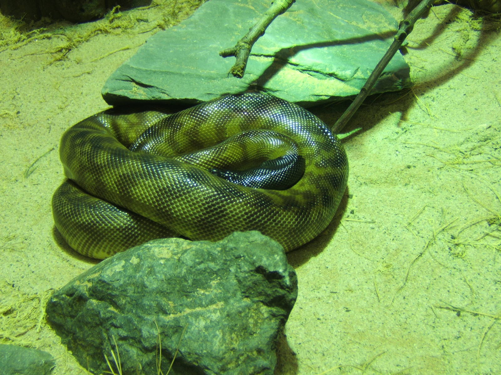 Black-headed Python