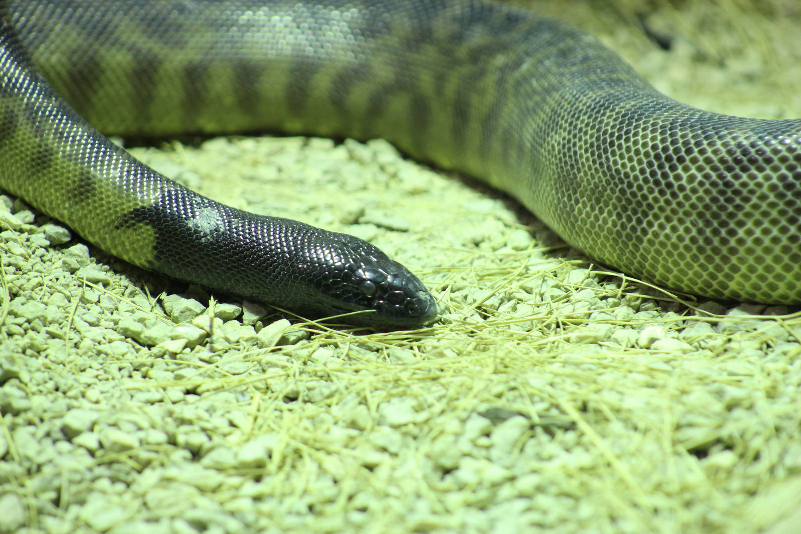 Black-Headed Python