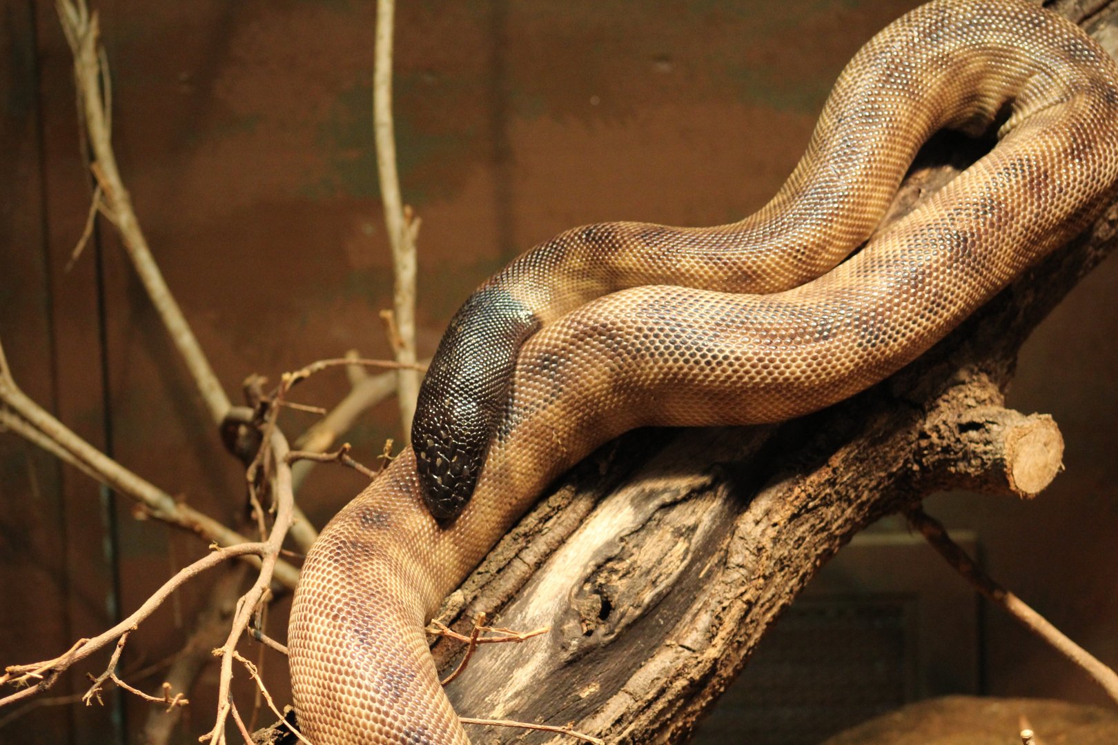 Black-Headed Python