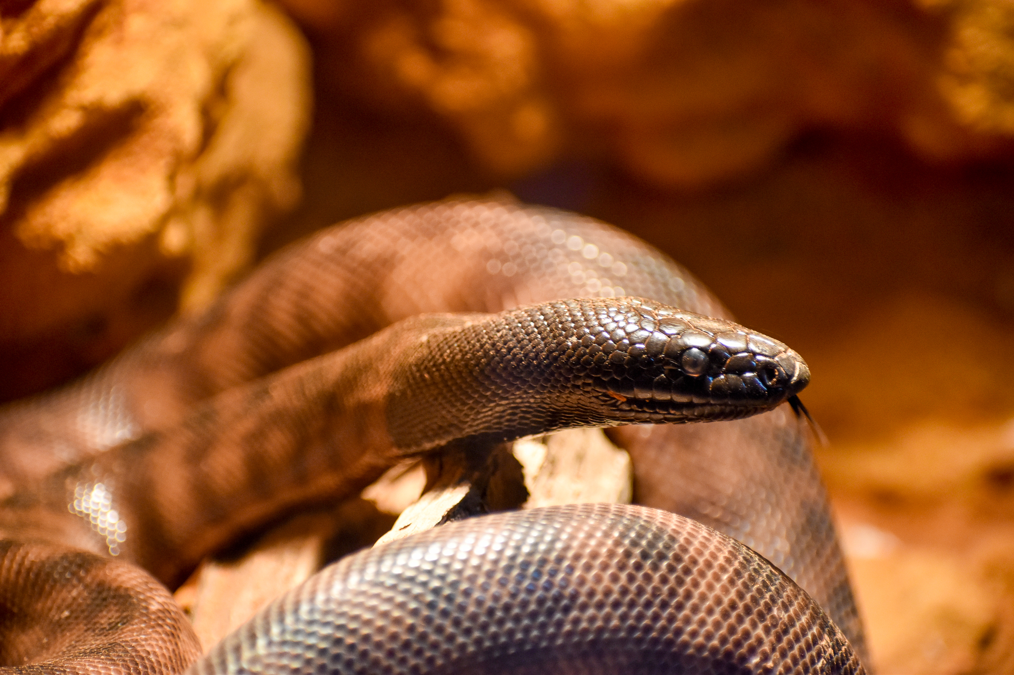 Black-headed Python