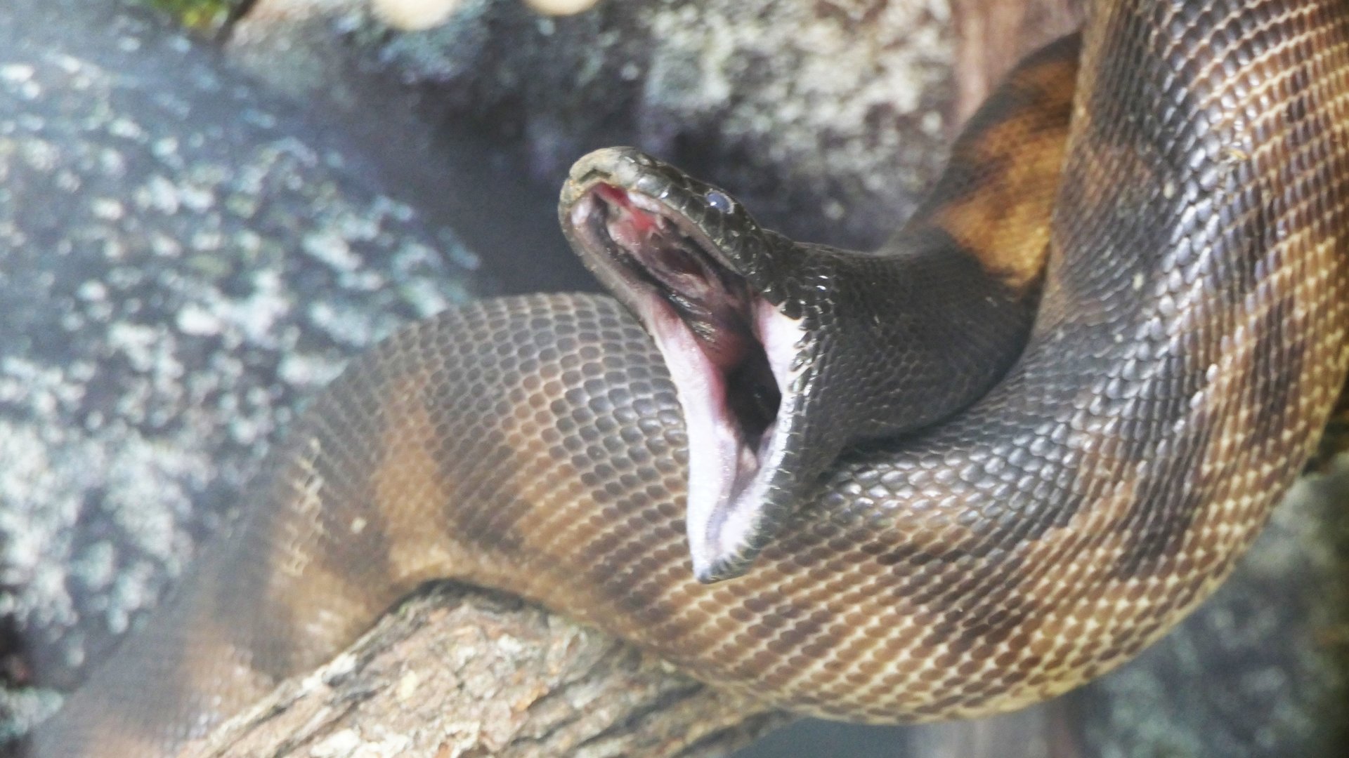 Black-headed Python