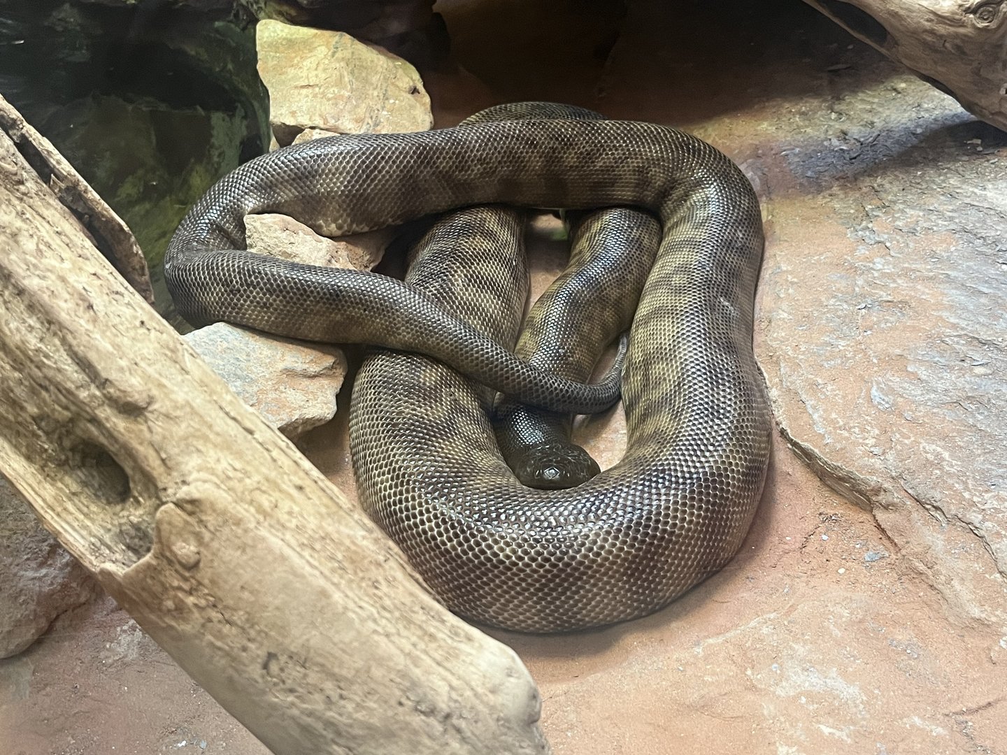 Black Headed Python