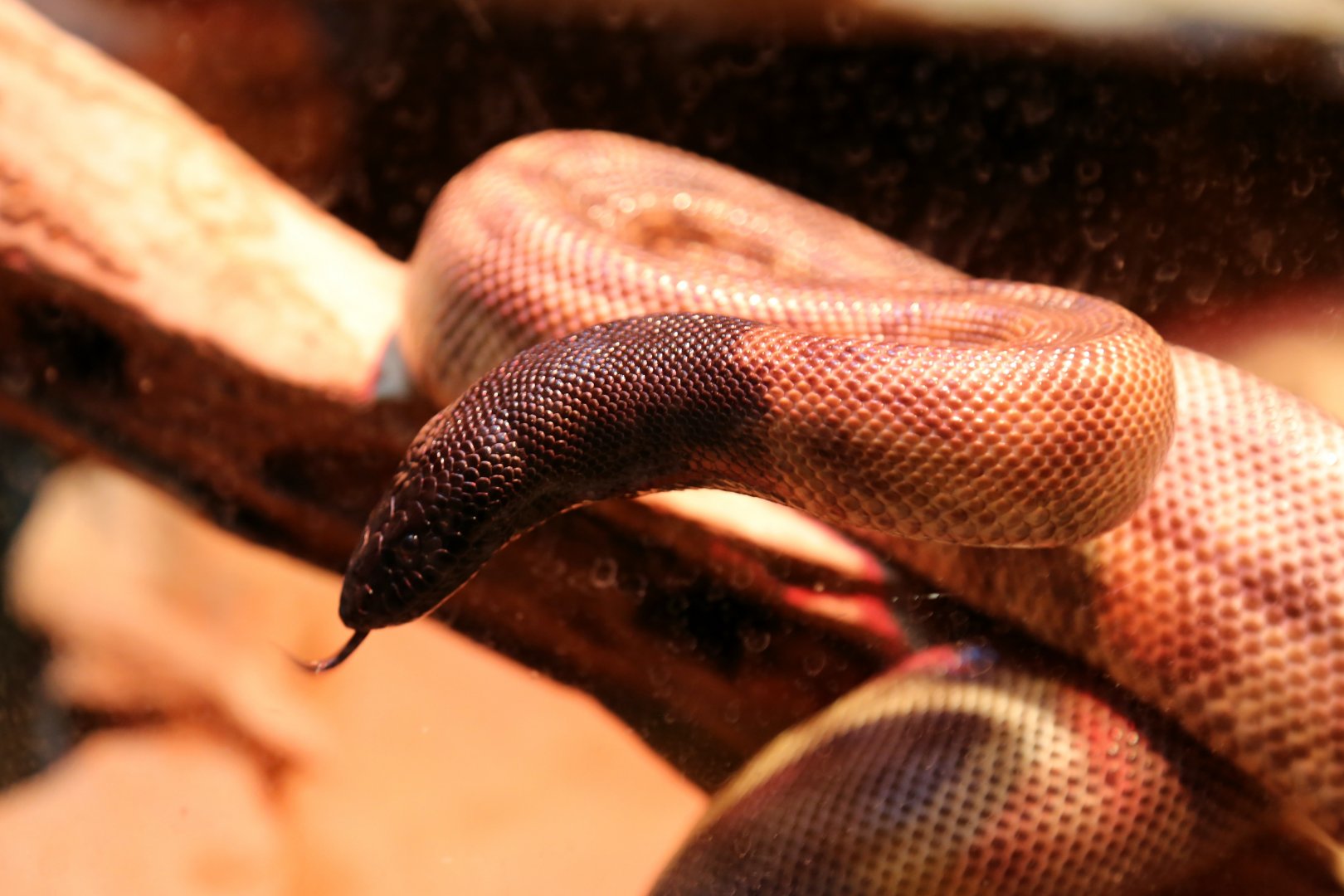 Black-headed Python