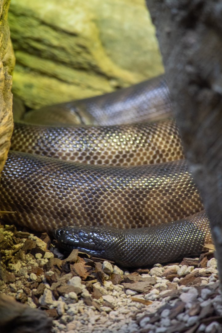 Black-headed Python