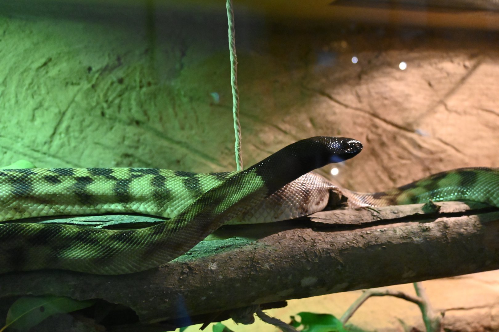 Black-headed Python