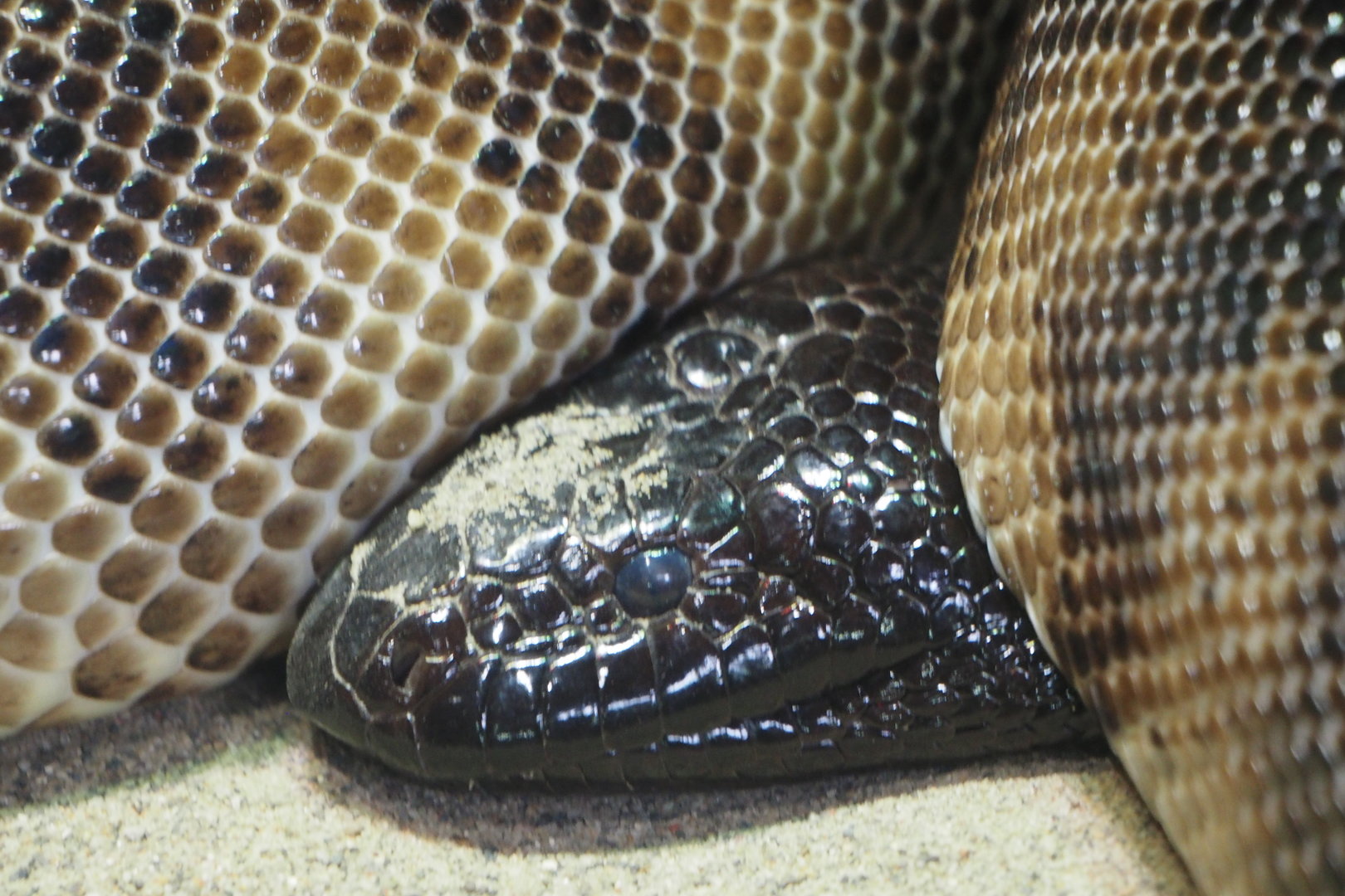 Black-Headed Pythong