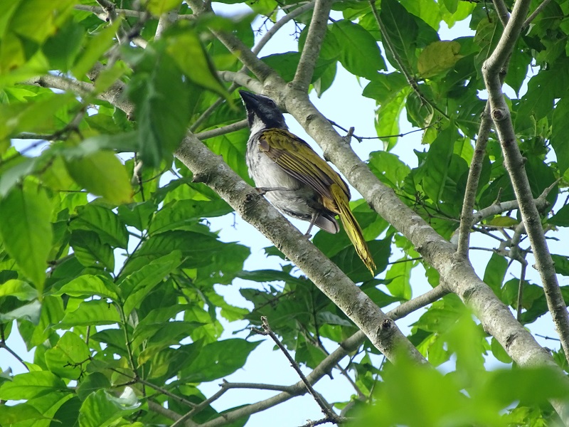Black-headed saltator (Saltator atriceps)