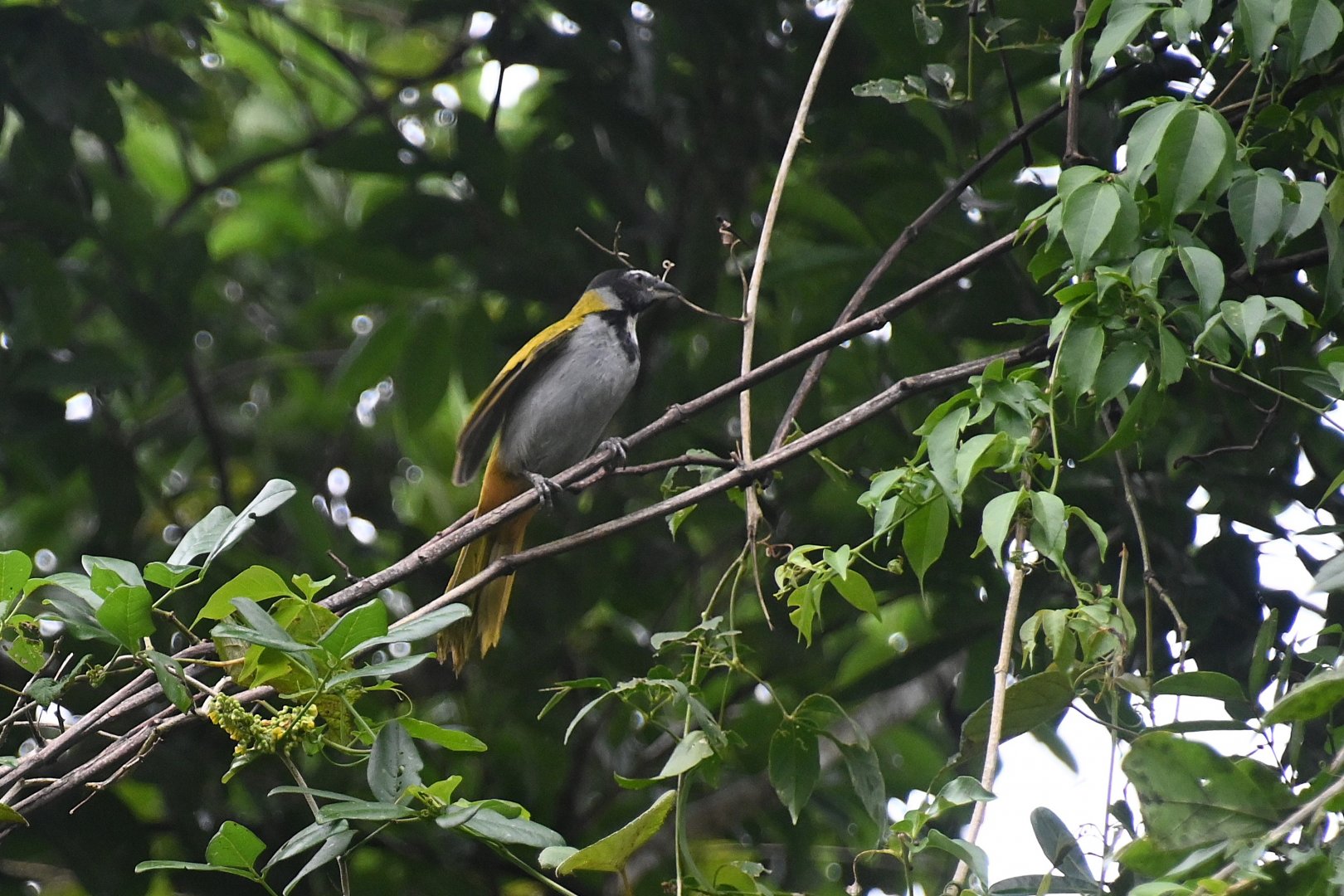 Black-headed saltator (Saltator atriceps)