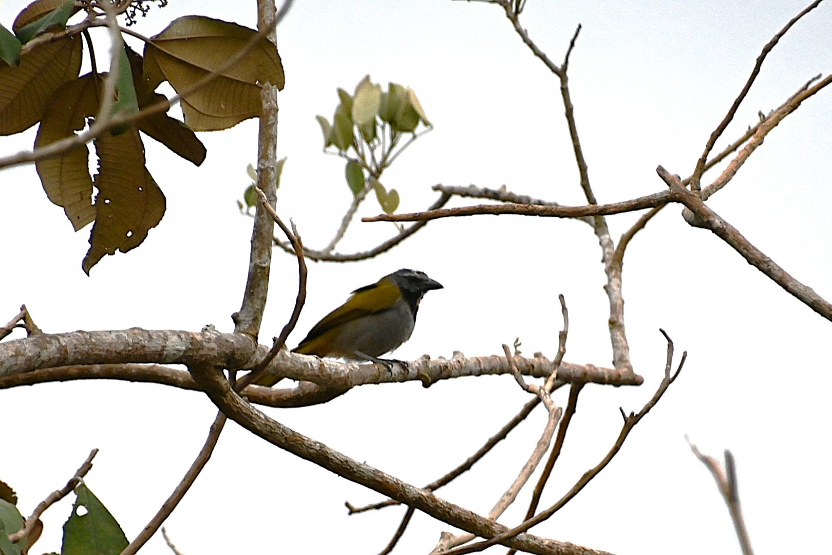 Black-headed Saltator (Saltator atriceps)