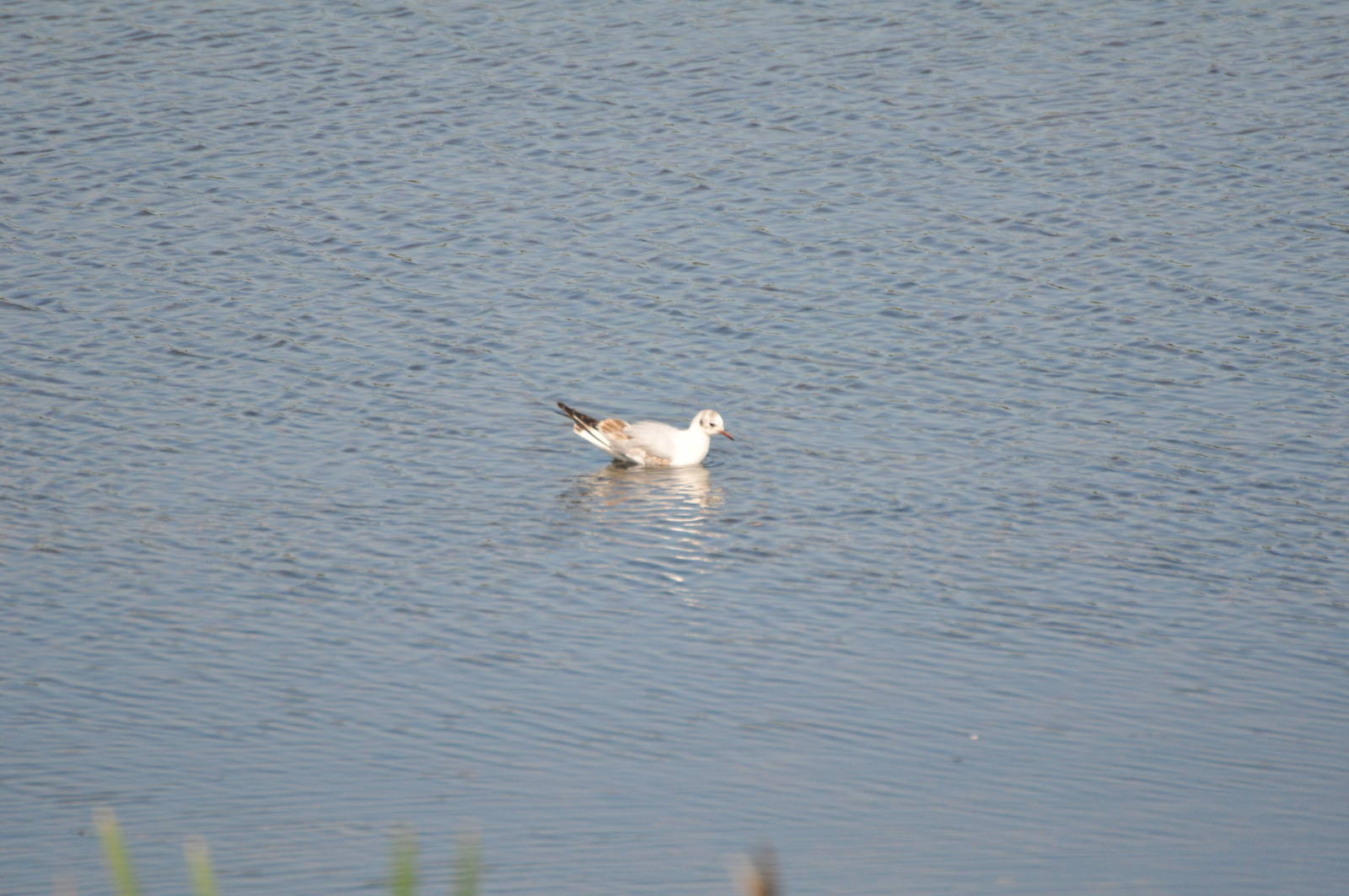 Black Headed Seagull