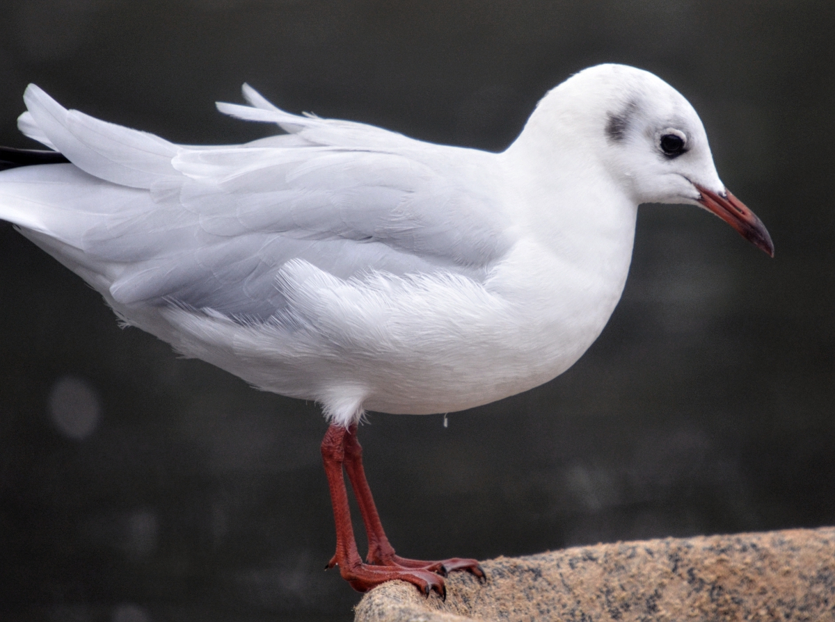 black headed seagull