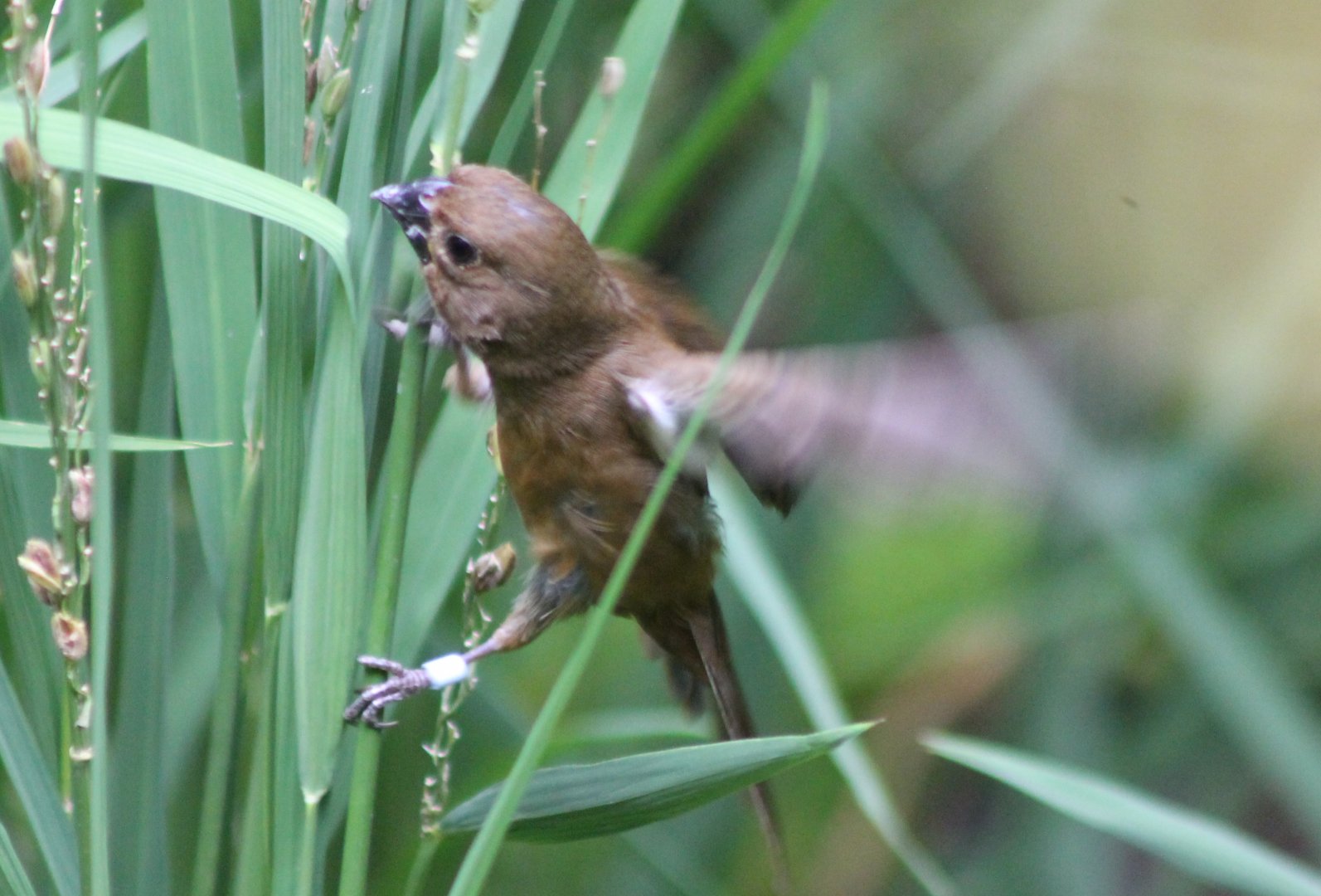 Black-headed seed-eater