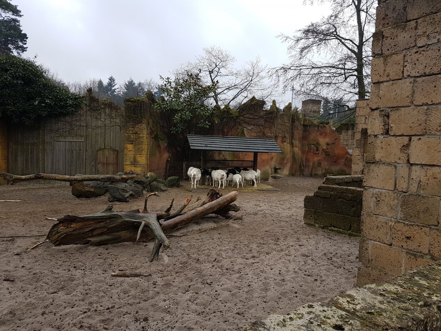 Black-headed sheep-enclosure