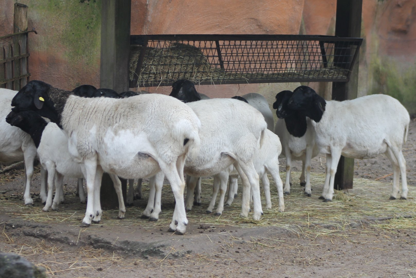 Black-headed sheep