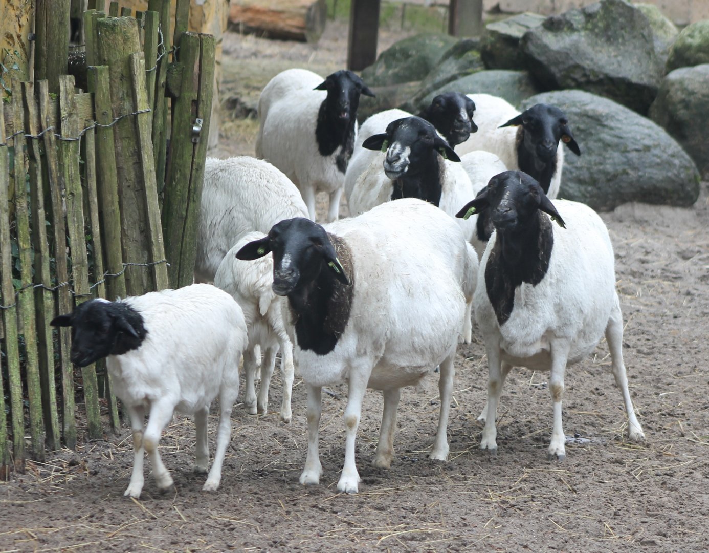 Black-headed sheep