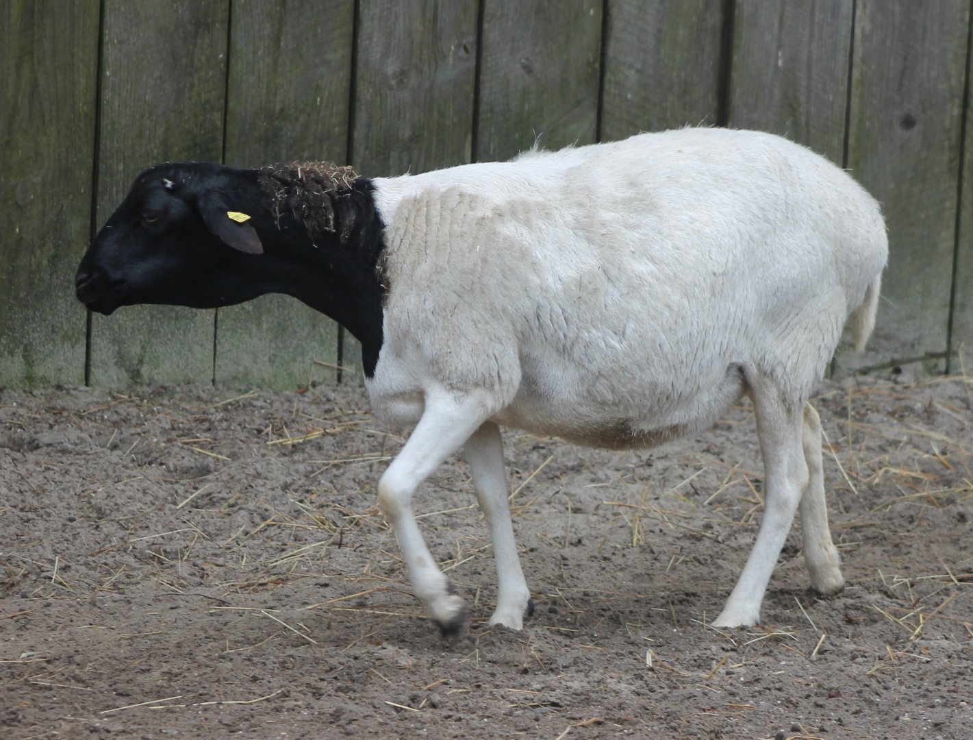 Black-headed sheep