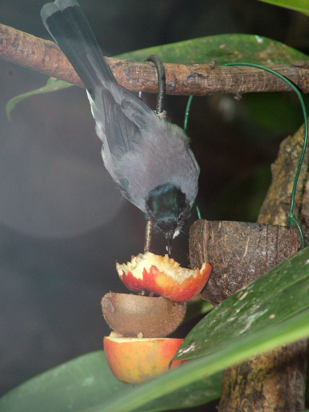 Black-headed Sibia at Ostrava, 29/05/10