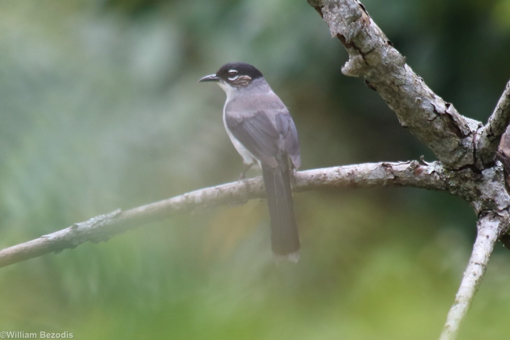 Black-headed Sibia - Da Tien