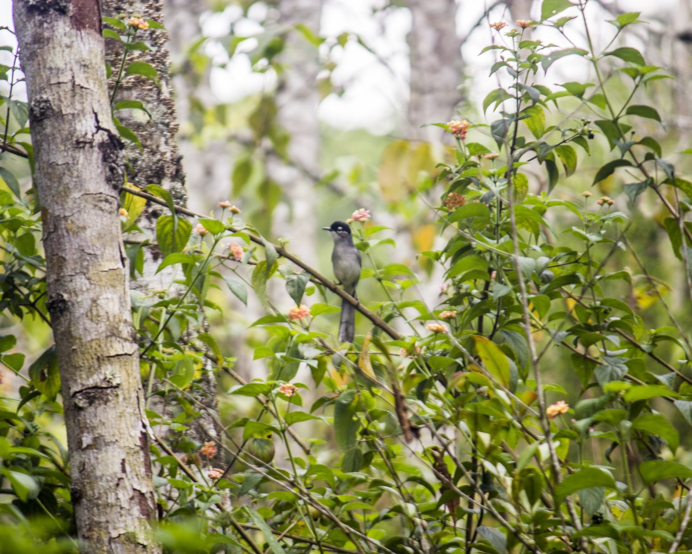 Black-headed sibia, Heterophasia desgodinsi robinsoni